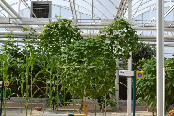 Hidden Mickey - Living with the Land - Hops